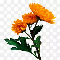 花卉砧木摄影花园玫瑰剪贴画-金菊花