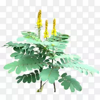 番泻叶金色花洒树黄芩属植物丛生针叶植物