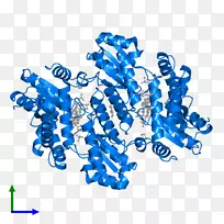铁螯合酶血红素b原卟啉