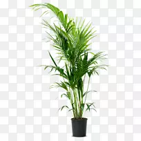 毛竹-棕榈属植物