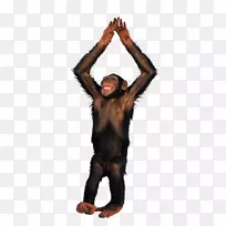 猴子黑猩猩图像文件格式-对猴子PNG免费下载