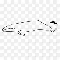 灰鲸：粗壮的驼背鲸、小须鲸、鲸鱼