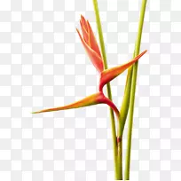 龙虾-爪子草，植物茎科-花瓶花