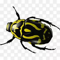 电脑图标画粪甲虫剪贴画