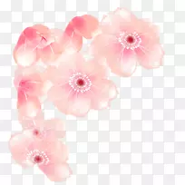 花型切花粉红色蔷薇科花卉