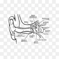 耳蜗中耳内耳鼓膜-人耳