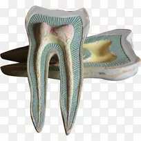 牙科学人牙颌牙模型