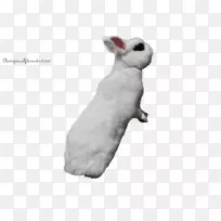 家养白兔复活节兔