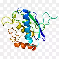 基质金属蛋白酶mmp 16细胞外基质蛋白多糖-颅骨