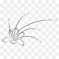 帝王蝶科植物茎翅盖