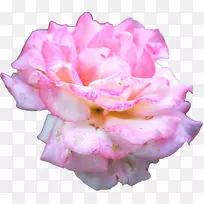 花园玫瑰、蜈蚣玫瑰、花卉新秀切花-生命之源