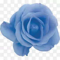 花园玫瑰蓝色玫瑰蜈蚣玫瑰花绿色蓝色