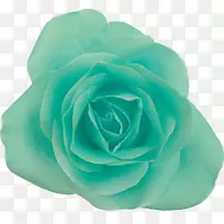 花园玫瑰，蜈蚣玫瑰，摄影蓝色花-绿色蓝色