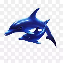 普通宽吻海豚短喙普通海豚全口粗齿海豚