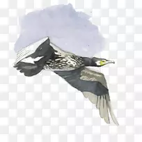 鹰水鸟嘴秃鹫-招供