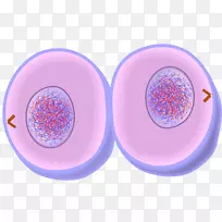 有丝分裂，胞质分裂，细胞分裂末期，前中期
