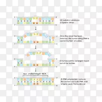 DNA修复接线图核苷酸-修理工原始图像]
