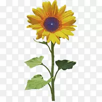 葵花籽花瓣白-动态PNG图片
