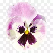 潘西紫罗兰花瓣-紫罗兰