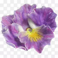 潘西紫罗兰花瓣玫瑰-紫罗兰