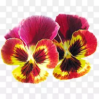 潘西紫一年生植物花瓣-紫罗兰