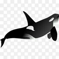 虎鲨虎鲸剪贴画-鲨鱼