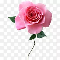 切花粉红色玫瑰精油.花卉品种