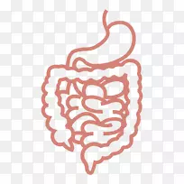 胃肠道计算机图标人类消化系统剪辑艺术