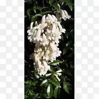 大花喜树(Pandorea Pandorea)小角藤(Pandorea jasminoides-crepe myrture)