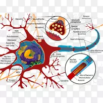 神经元神经胶质神经系统脑树突神经元
