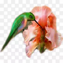 蜂鸟(我画的是科贾利省的喙)-卡通鸟，花。