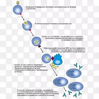 B细胞淋巴细胞T细胞抗体免疫系统-细胞分子