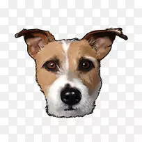 犬种：杰克罗素猎犬，灰狗伴犬-一只有金锭的狗。