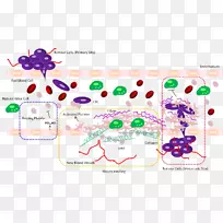 血小板前列环素癌循环肿瘤细胞纤维蛋白绿色异基因癌细胞