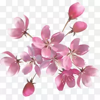 粉红色花朵玫瑰桌面壁纸-花