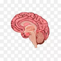 人脑人体解剖学智人-脑