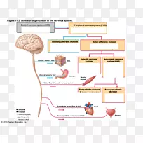 周围神经系统、中枢神经系统、躯体神经系统解剖