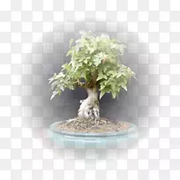 榆树木瓜盆栽