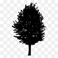 杉树黑白树