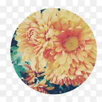 金鱼草，生花，花瓣-欧洲花环