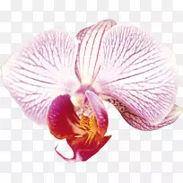 飞蛾兰花香蒲兰花剪贴画兰花