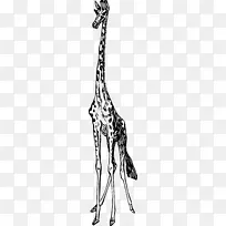 长颈鹿电脑图标剪辑艺术猴子长颈鹿