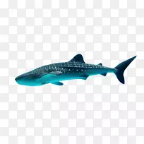 佐治亚鲸鲨滤水厂-鲨鱼