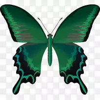 蝴蝶昆虫翅膀天线夹艺术蝴蝶