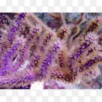 蓝藻珊瑚礁聚居地