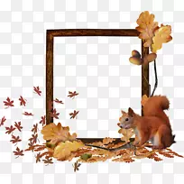 松鼠动物群图片框野生动物尾随秋季