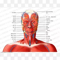 头颈部解剖颈前三角血痕