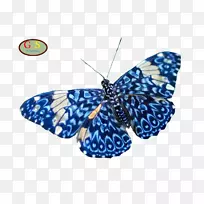 蝴蝶昆虫自然界动物蛾-种类繁多