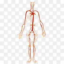 人体动脉血管解剖-人体穴位图