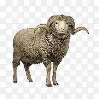 梅里诺·罗姆尼绵羊林肯羊俱乐部森林羊